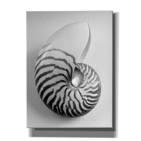 Image of 'Nautilus 2' by Debra Van Swearingen, Canvas Wall Art,12x16x1.1x0,20x24x1.1x0,26x30x1.74x0,40x54x1.74x0