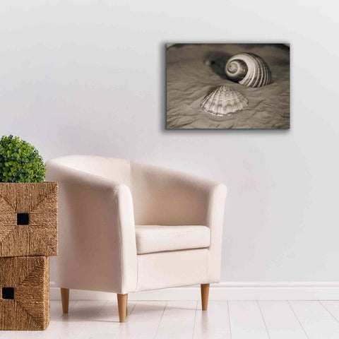 Image of 'Scallop Tonna' by Debra Van Swearingen, Canvas Wall Art,26 x 18