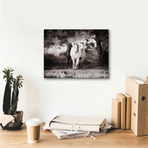 Image of 'Three Wild Horses Sepia' by Debra Van Swearingen, Canvas Wall Art,16 x 12