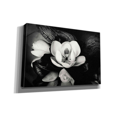 Image of 'Magnolia and Driftwood II' by Debra Van Swearingen, Canvas Wall Art,18x12x1.1x0,26x18x1.1x0,40x26x1.74x0,60x40x1.74x0