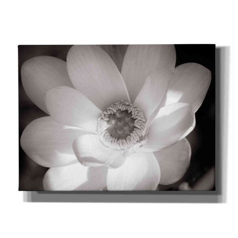 Image of 'Lotus Flower V' by Debra Van Swearingen, Canvas Wall Art,16x12x1.1x0,26x18x1.1x0,34x26x1.74x0,54x40x1.74x0