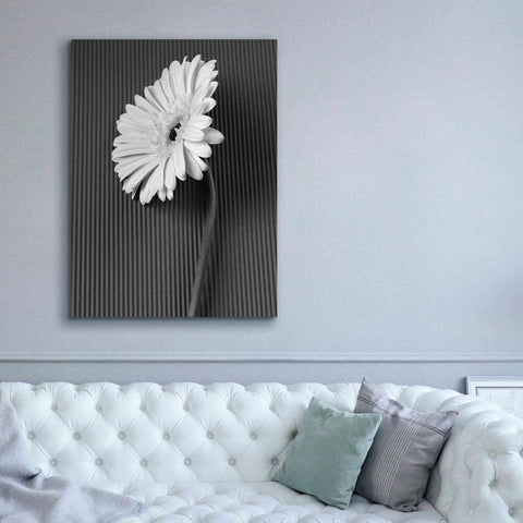 Image of 'Fresh Cut Daisy II' by Debra Van Swearingen, Canvas Wall Art,40 x 54