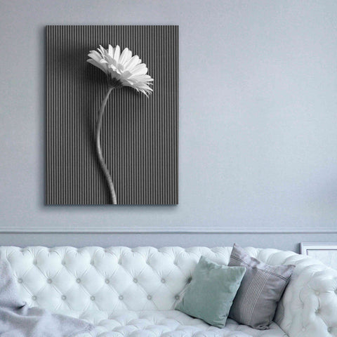 Image of 'Fresh Cut Daisy III' by Debra Van Swearingen, Canvas Wall Art,40 x 54