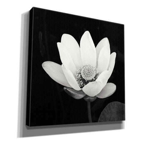 Image of 'Lotus Flower I' by Debra Van Swearingen, Canvas Wall Art,12x12x1.1x0,18x18x1.1x0,26x26x1.74x0,37x37x1.74x0