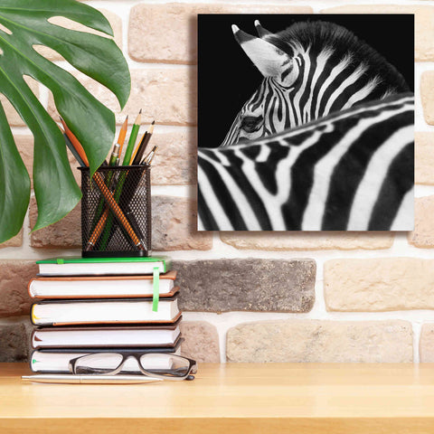 Image of 'Zebra III' by Debra Van Swearingen, Canvas Wall Art,12 x 12