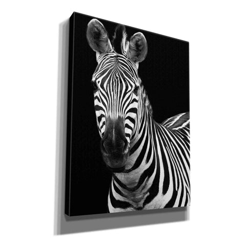 Image of 'Zebra II' by Debra Van Swearingen, Canvas Wall Art,12x16x1.1x0,18x26x1.1x0,26x34x1.74x0,40x54x1.74x0