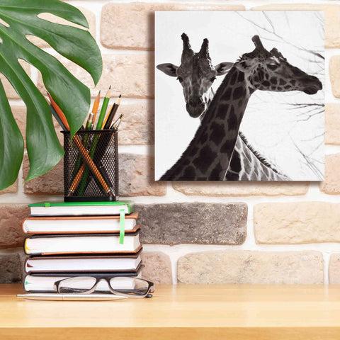 Image of 'Giraffe II' by Debra Van Swearingen, Canvas Wall Art,12 x 12