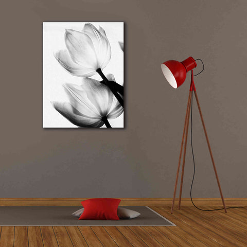 Image of 'Translucent Tulips II' by Debra Van Swearingen, Canvas Wall Art,26 x 34