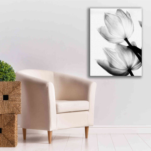Image of 'Translucent Tulips II' by Debra Van Swearingen, Canvas Wall Art,26 x 34
