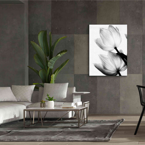 Image of 'Translucent Tulips II' by Debra Van Swearingen, Canvas Wall Art,40 x 54