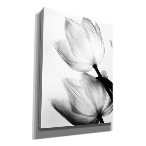Image of 'Translucent Tulips II' by Debra Van Swearingen, Canvas Wall Art,12x16x1.1x0,18x26x1.1x0,26x34x1.74x0,40x54x1.74x0