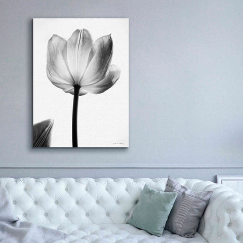 Image of 'Translucent Tulips I' by Debra Van Swearingen, Canvas Wall Art,40 x 54