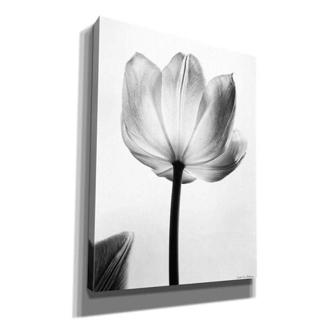 Image of 'Translucent Tulips I' by Debra Van Swearingen, Canvas Wall Art,12x16x1.1x0,18x26x1.1x0,26x34x1.74x0,40x54x1.74x0