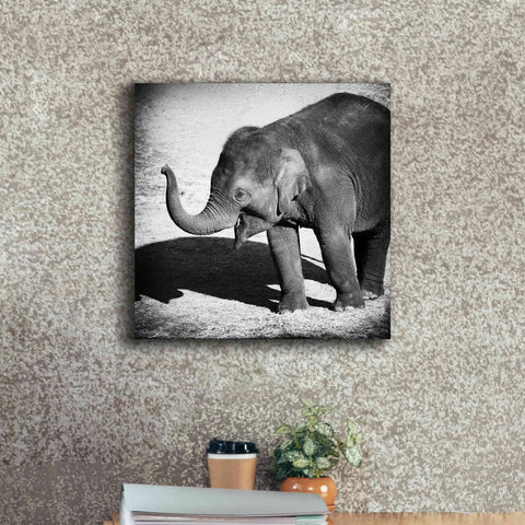 Image of 'Elephant IV' by Debra Van Swearingen, Canvas Wall Art,18 x 18