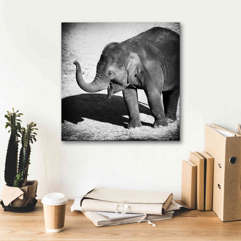 Image of 'Elephant IV' by Debra Van Swearingen, Canvas Wall Art,18 x 18