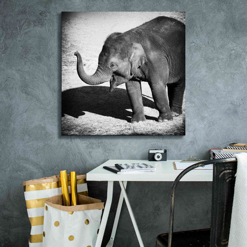 Image of 'Elephant IV' by Debra Van Swearingen, Canvas Wall Art,26 x 26