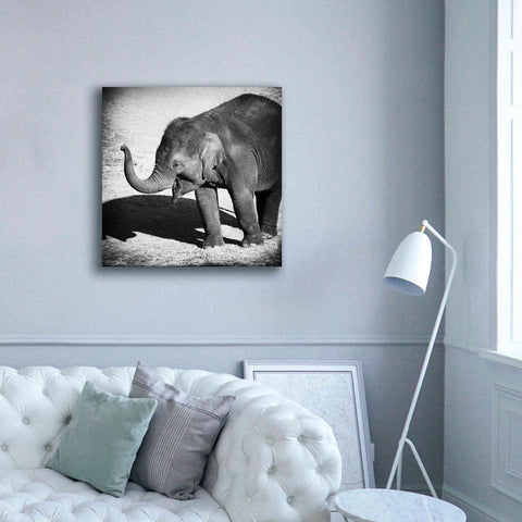 Image of 'Elephant IV' by Debra Van Swearingen, Canvas Wall Art,37 x 37