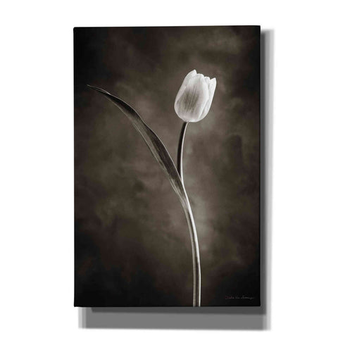 Image of 'Two Tone Tulips II' by Debra Van Swearingen, Canvas Wall Art,12x18x1.1x0,18x26x1.1x0,26x40x1.74x0,40x60x1.74x0