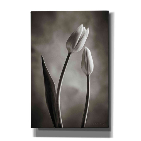Image of 'Two Tone Tulips III' by Debra Van Swearingen, Canvas Wall Art,12x18x1.1x0,18x26x1.1x0,26x40x1.74x0,40x60x1.74x0