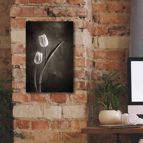 Image of 'Two Tone Tulips IV' by Debra Van Swearingen, Canvas Wall Art,12 x 18