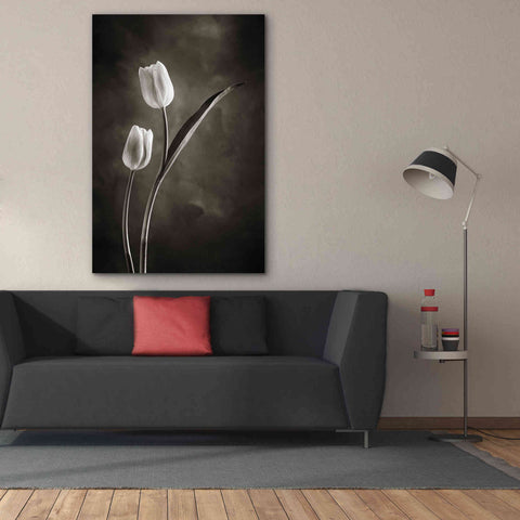 Image of 'Two Tone Tulips IV' by Debra Van Swearingen, Canvas Wall Art,40 x 60