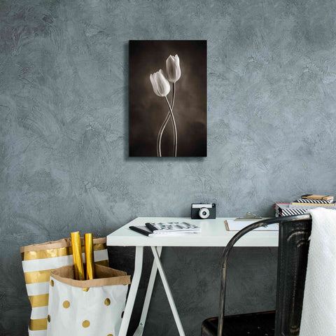 Image of 'Two Tone Tulips V' by Debra Van Swearingen, Canvas Wall Art,12 x 18