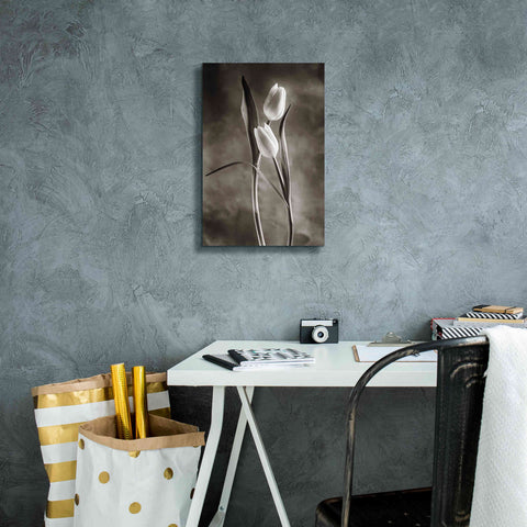 Image of 'Two Tone Tulips VI' by Debra Van Swearingen, Canvas Wall Art,12 x 18
