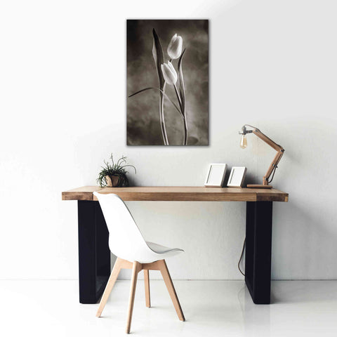 Image of 'Two Tone Tulips VI' by Debra Van Swearingen, Canvas Wall Art,26 x 40