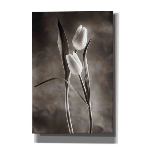 Image of 'Two Tone Tulips VI' by Debra Van Swearingen, Canvas Wall Art,12x18x1.1x0,18x26x1.1x0,26x40x1.74x0,40x60x1.74x0