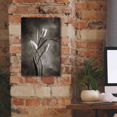Image of 'Two Tone Tulips VII' by Debra Van Swearingen, Canvas Wall Art,12 x 18