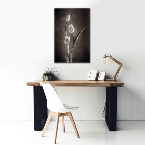 Image of 'Two Tone Tulips VIII' by Debra Van Swearingen, Canvas Wall Art,26 x 40