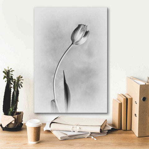 Image of 'Soft Tulips I' by Debra Van Swearingen, Canvas Wall Art,18 x 26
