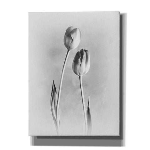 Image of 'Soft Tulips III' by Debra Van Swearingen, Canvas Wall Art,12x16x1.1x0,18x26x1.1x0,26x34x1.74x0,40x54x1.74x0