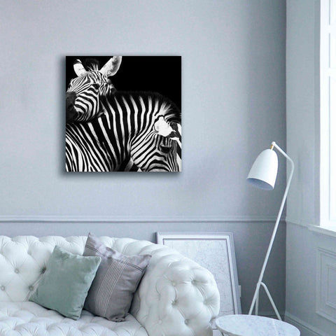 Image of 'Zebra VI' by Debra Van Swearingen, Canvas Wall Art,37 x 37