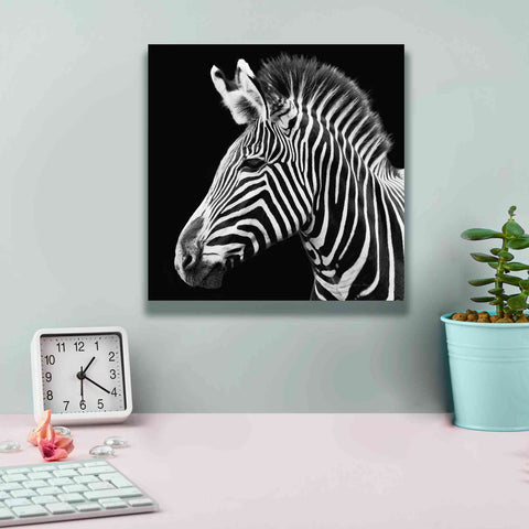 Image of 'Zebra VII' by Debra Van Swearingen, Canvas Wall Art,12 x 12
