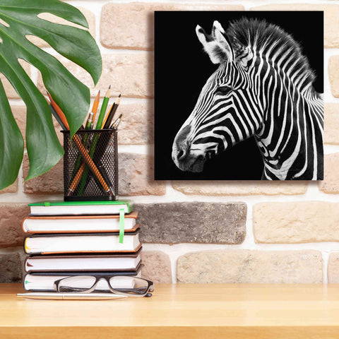 Image of 'Zebra VII' by Debra Van Swearingen, Canvas Wall Art,12 x 12