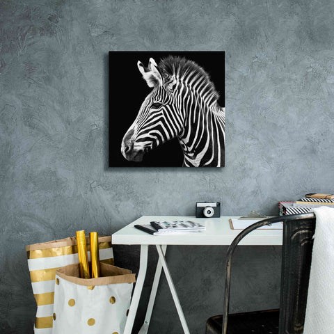 Image of 'Zebra VII' by Debra Van Swearingen, Canvas Wall Art,18 x 18