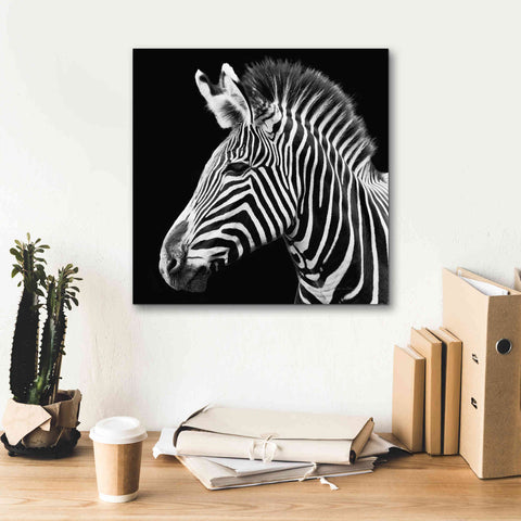 Image of 'Zebra VII' by Debra Van Swearingen, Canvas Wall Art,18 x 18