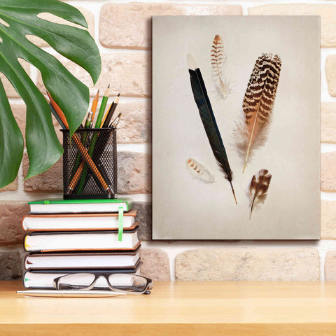 Image of 'Feather Group II' by Debra Van Swearingen, Canvas Wall Art,12 x 16