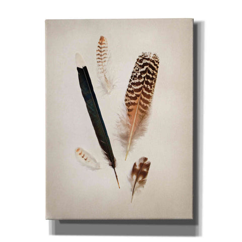 Image of 'Feather Group II' by Debra Van Swearingen, Canvas Wall Art,12x16x1.1x0,20x24x1.1x0,26x30x1.74x0,40x54x1.74x0