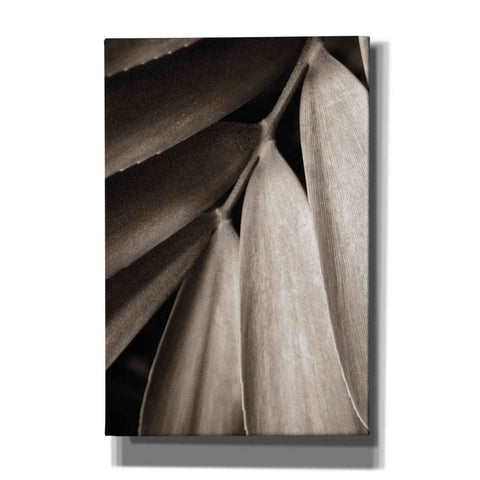 Image of 'Tropical Plant II' by Debra Van Swearingen, Canvas Wall Art,12x18x1.1x0,18x26x1.1x0,26x40x1.74x0,40x60x1.74x0