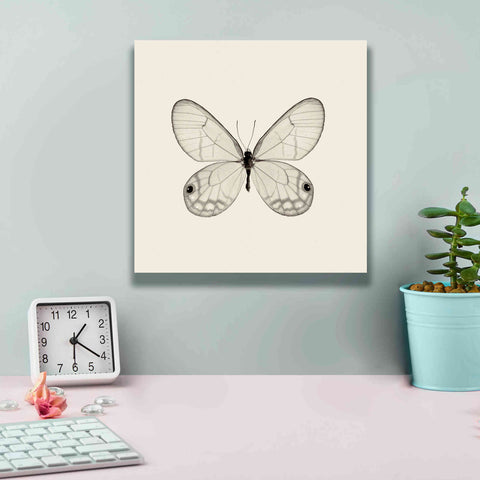 Image of 'Butterfly I B&W' by Debra Van Swearingen, Canvas Wall Art,12 x 12