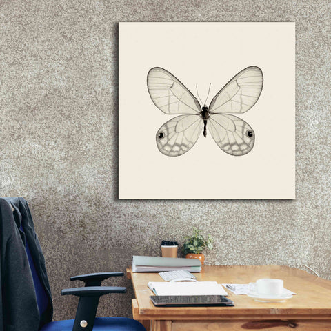 Image of 'Butterfly I B&W' by Debra Van Swearingen, Canvas Wall Art,37 x 37