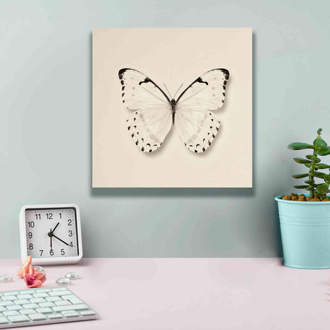 Image of 'Butterfly II B&W' by Debra Van Swearingen, Canvas Wall Art,12 x 12