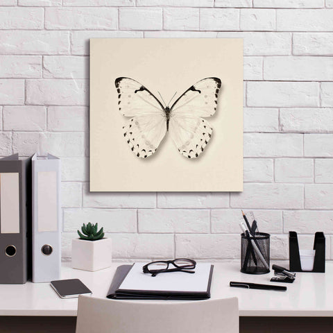 Image of 'Butterfly II B&W' by Debra Van Swearingen, Canvas Wall Art,18 x 18
