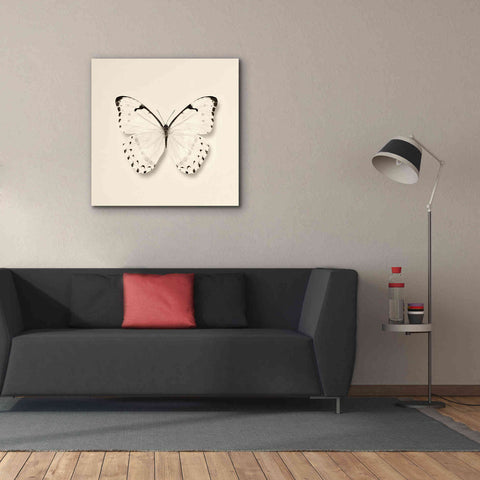 Image of 'Butterfly II B&W' by Debra Van Swearingen, Canvas Wall Art,37 x 37