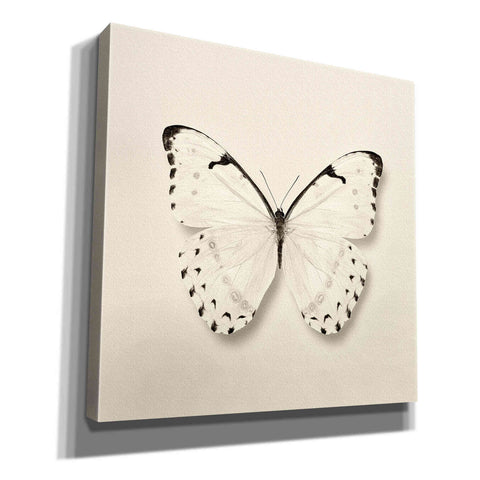 Image of 'Butterfly II B&W' by Debra Van Swearingen, Canvas Wall Art,12x12x1.1x0,18x18x1.1x0,26x26x1.74x0,37x37x1.74x0