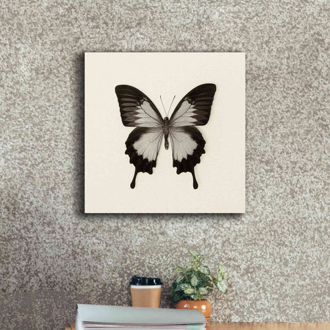 Image of 'Butterfly III B&W' by Debra Van Swearingen, Canvas Wall Art,18 x 18