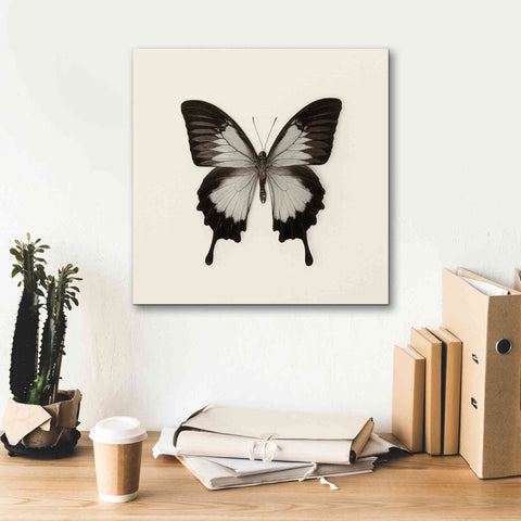 Image of 'Butterfly III B&W' by Debra Van Swearingen, Canvas Wall Art,18 x 18