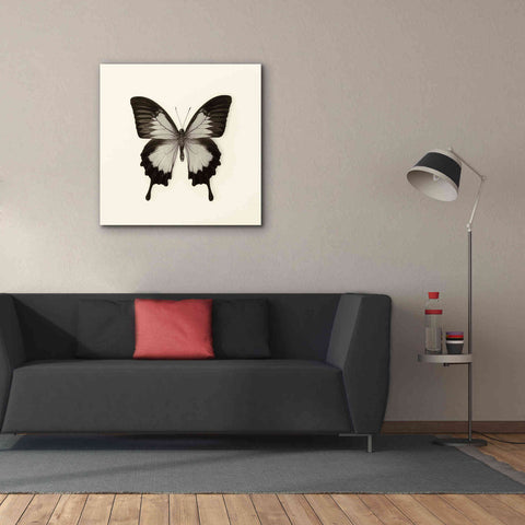 Image of 'Butterfly III B&W' by Debra Van Swearingen, Canvas Wall Art,37 x 37